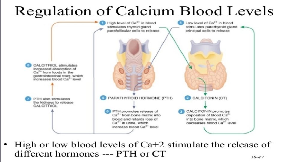 Regulation of Calcium levels 