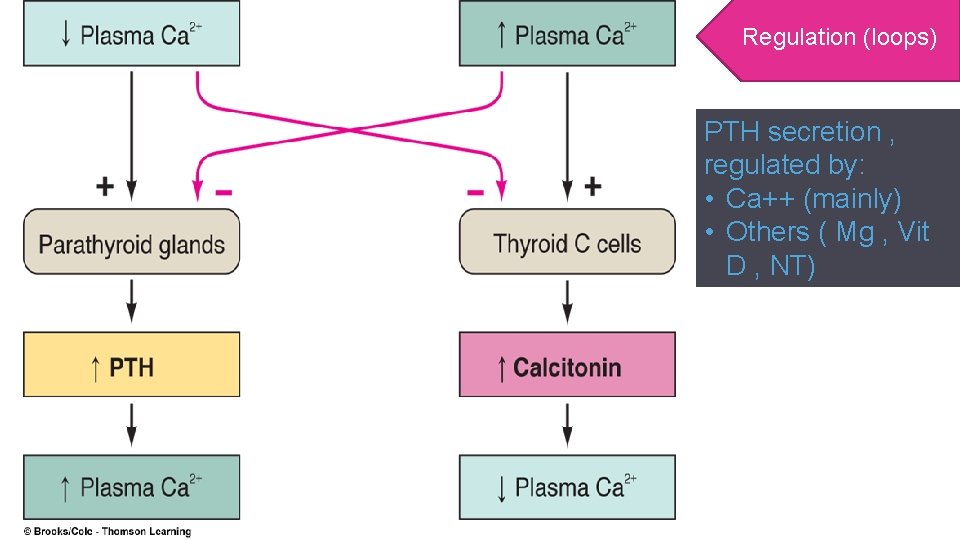 Regulation (loops) PTH secretion , regulated by: • Ca++ (mainly) • Others ( Mg
