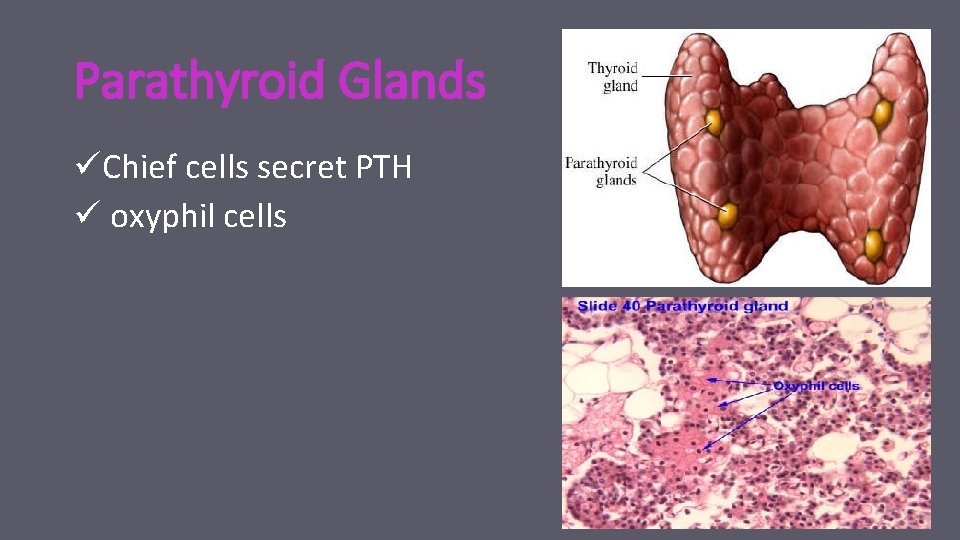 Parathyroid Glands üChief cells secret PTH ü oxyphil cells 