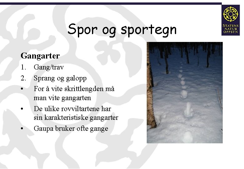 Spor og sportegn Gangarter 1. Gang/trav 2. Sprang og galopp • For å vite