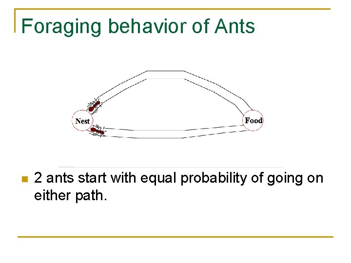 Foraging behavior of Ants n 2 ants start with equal probability of going on