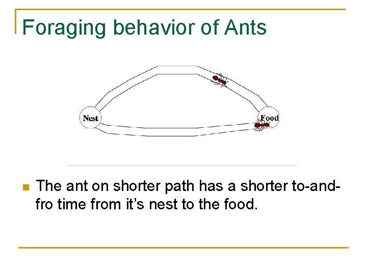 Foraging behavior of Ants n The ant on shorter path has a shorter to-andfro