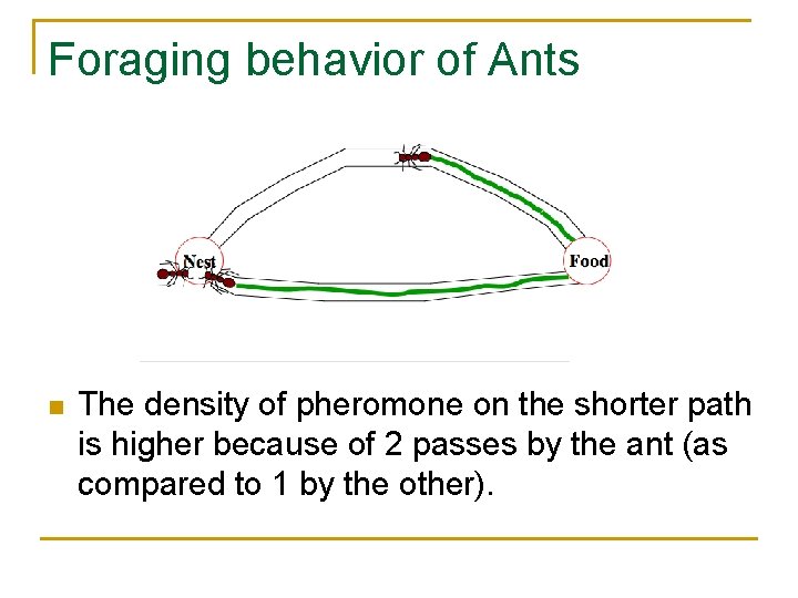 Foraging behavior of Ants n The density of pheromone on the shorter path is