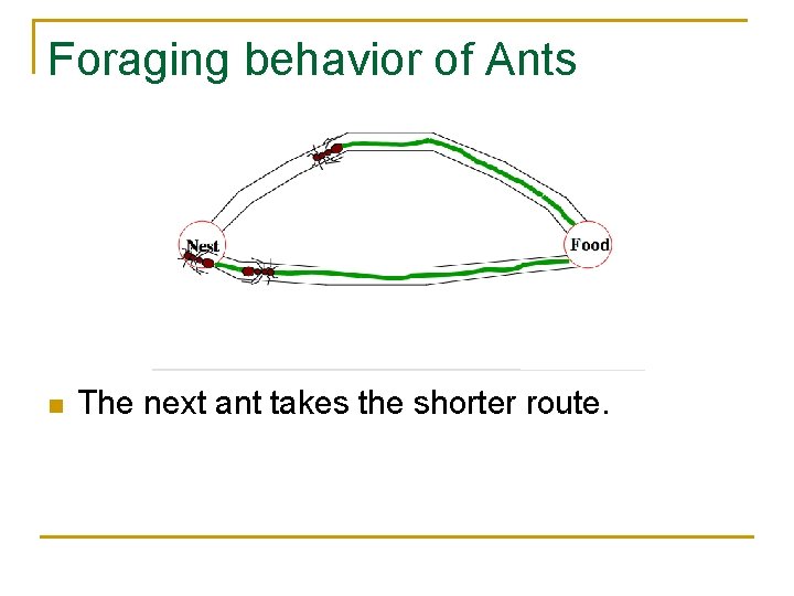 Foraging behavior of Ants n The next ant takes the shorter route. 