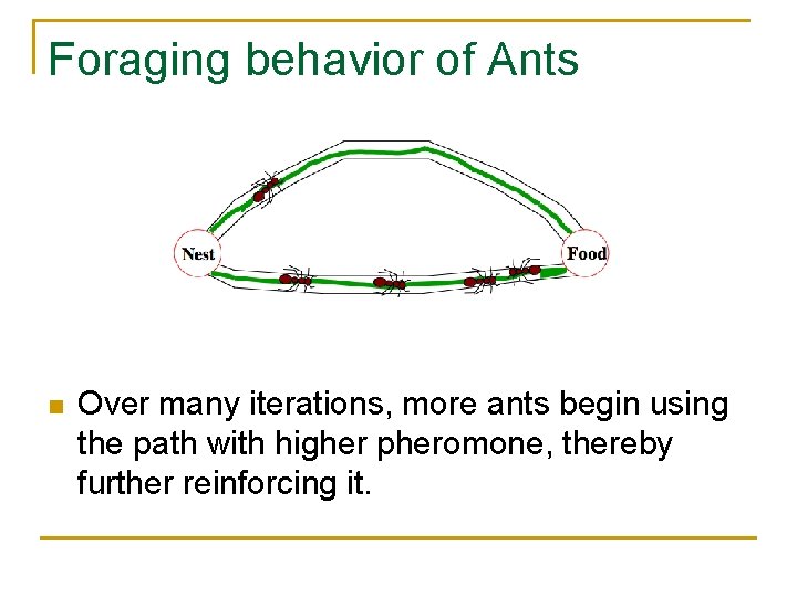 Foraging behavior of Ants n Over many iterations, more ants begin using the path