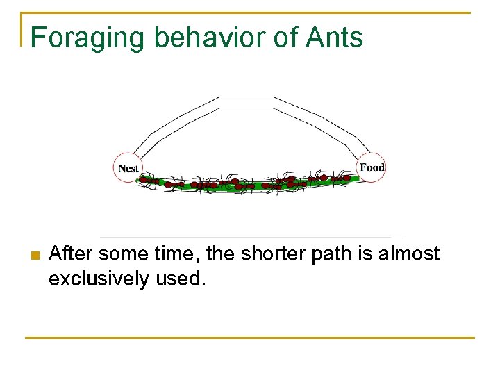 Foraging behavior of Ants n After some time, the shorter path is almost exclusively