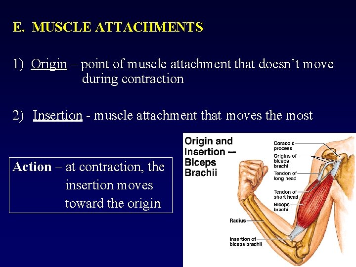 E. MUSCLE ATTACHMENTS 1) Origin – point of muscle attachment that doesn’t move during