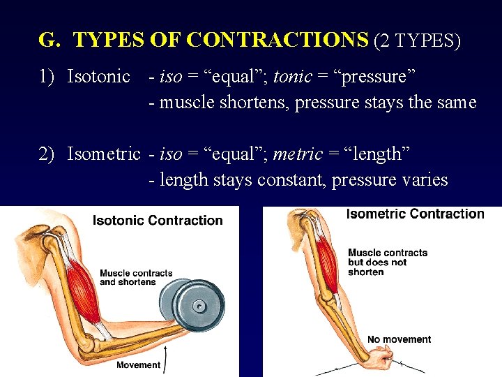 G. TYPES OF CONTRACTIONS (2 TYPES) 1) Isotonic - iso = “equal”; tonic =