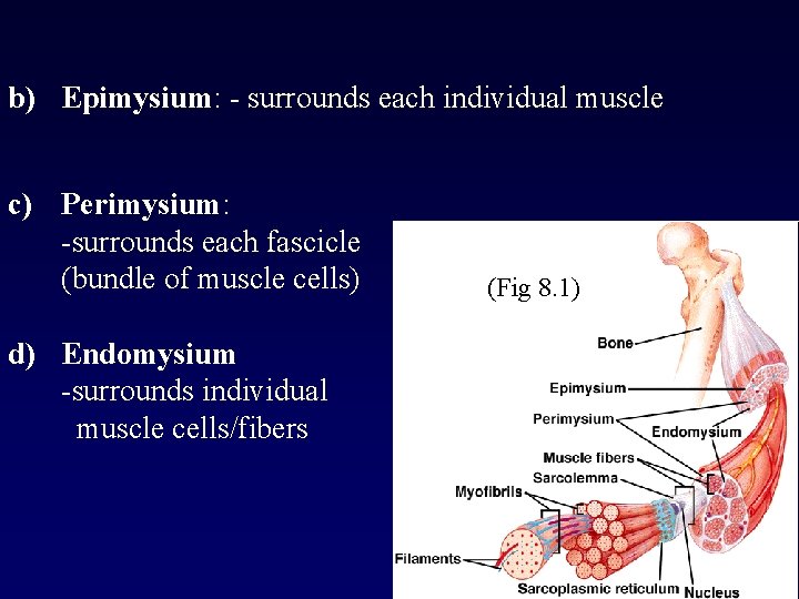 b) Epimysium: - surrounds each individual muscle c) Perimysium: -surrounds each fascicle (bundle of