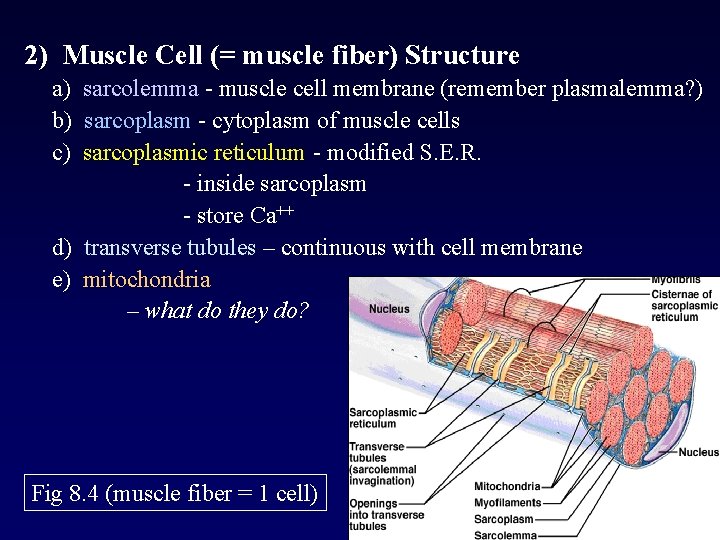 2) Muscle Cell (= muscle fiber) Structure a) sarcolemma - muscle cell membrane (remember