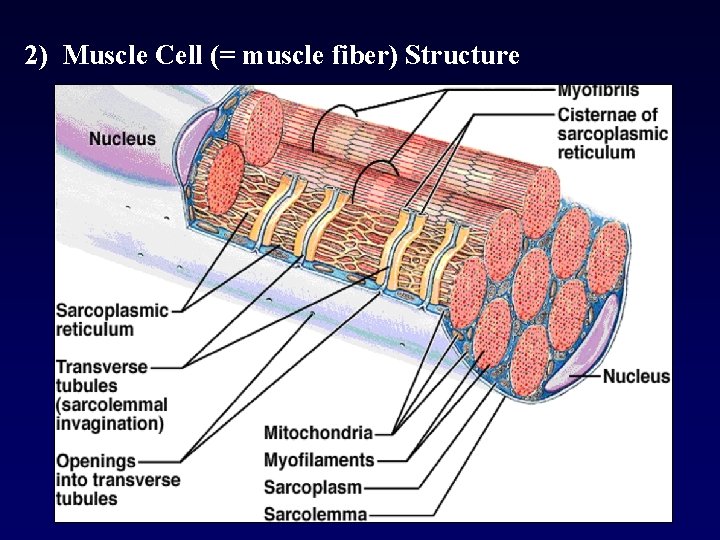 2) Muscle Cell (= muscle fiber) Structure 22 