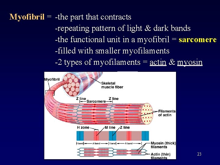 Myofibril = -the part that contracts -repeating pattern of light & dark bands -the