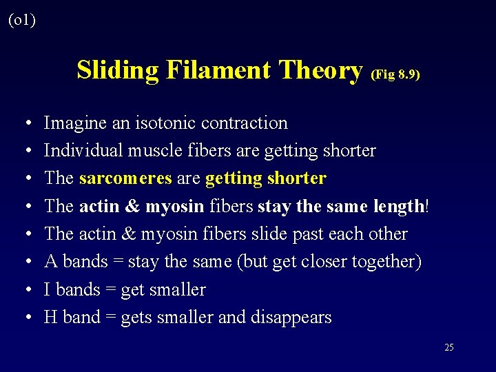 (o 1) Sliding Filament Theory (Fig 8. 9) • • Imagine an isotonic contraction