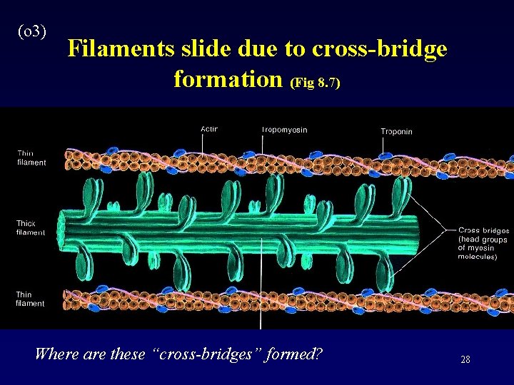 (o 3) Filaments slide due to cross-bridge formation (Fig 8. 7) Where are these