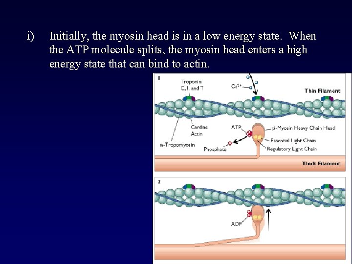 i) Initially, the myosin head is in a low energy state. When the ATP