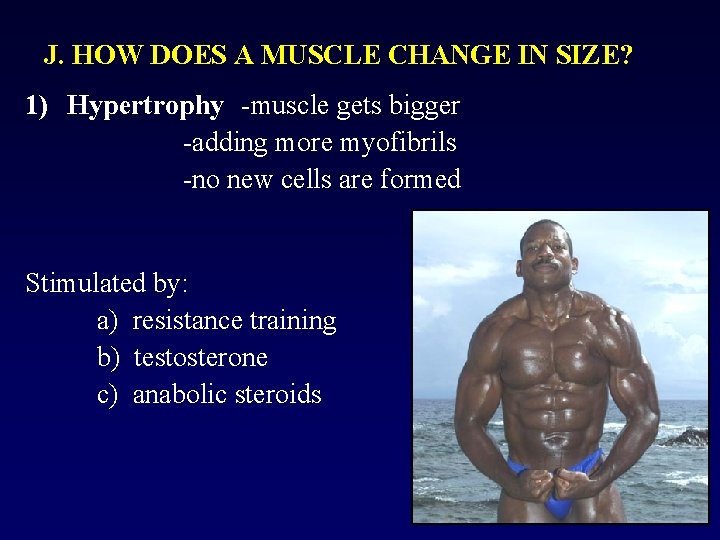 J. HOW DOES A MUSCLE CHANGE IN SIZE? 1) Hypertrophy -muscle gets bigger -adding