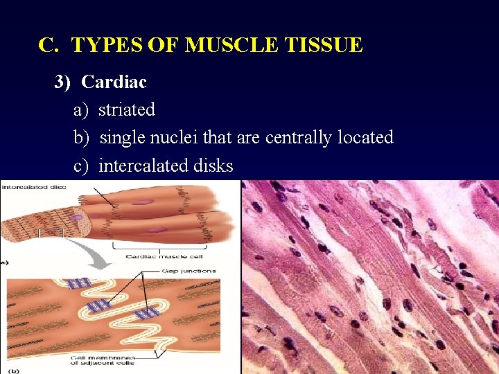 C. TYPES OF MUSCLE TISSUE 3) Cardiac a) striated b) single nuclei that are