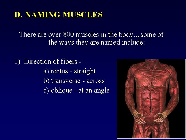 D. NAMING MUSCLES There are over 800 muscles in the body…some of the ways