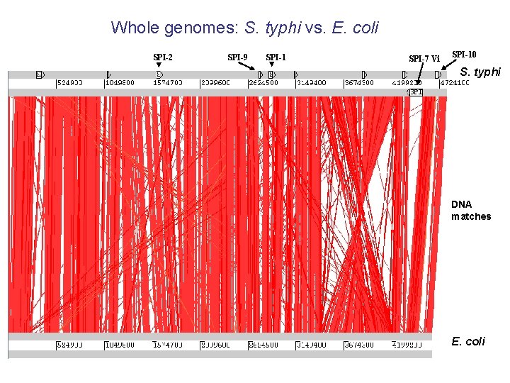 Whole genomes: S. typhi vs. E. coli SPI-2 SPI-9 SPI-1 SPI-7 Vi SPI-10 S.
