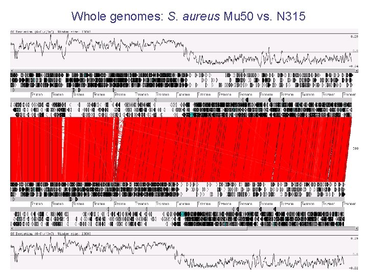Whole genomes: S. aureus Mu 50 vs. N 315 