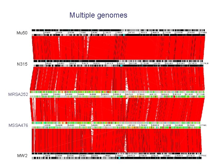 Multiple genomes Mu 50 N 315 MRSA 252 MSSA 476 MW 2 