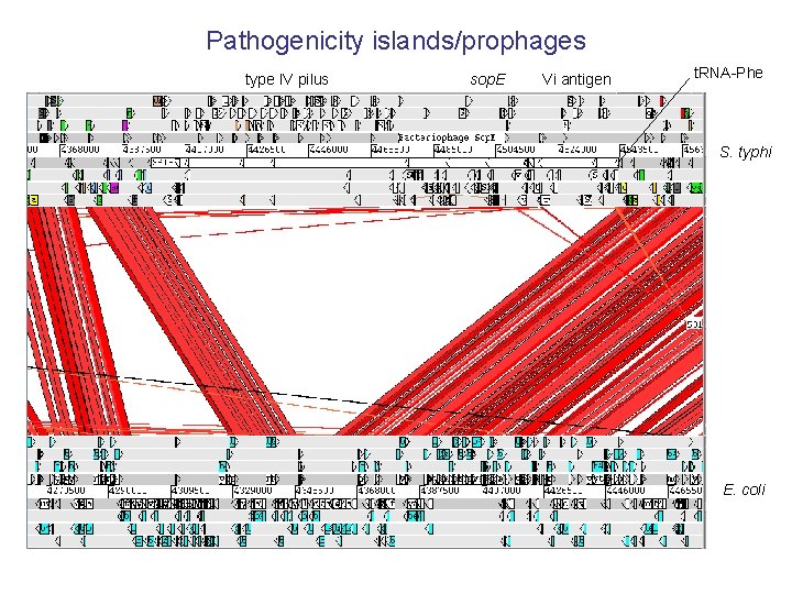Pathogenicity islands/prophages type IV pilus sop. E Vi antigen t. RNA-Phe S. typhi E.