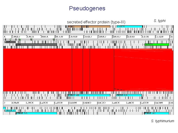 Pseudogenes secreted effector protein (type-III) S. typhimurium Pseudogenes secreted effector protein (type-III) S. typhimurium