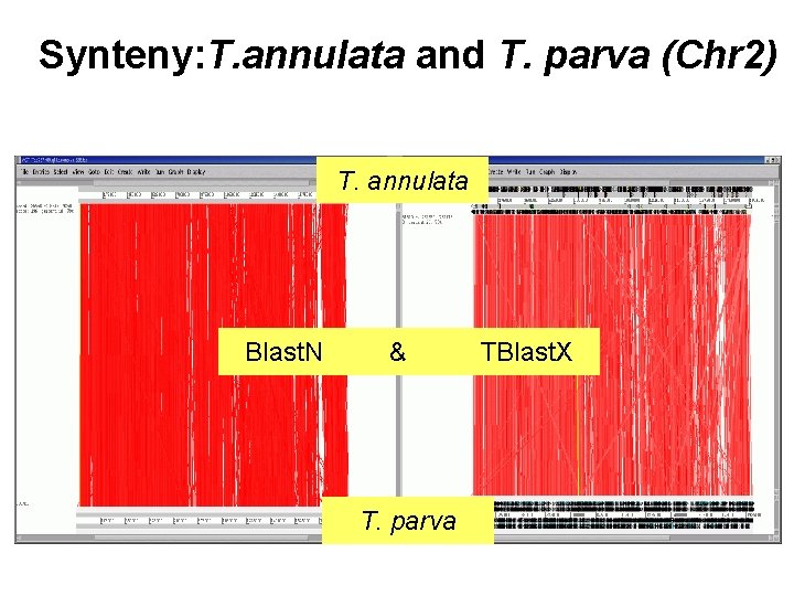 Synteny: T. annulata and T. parva (Chr 2) T. annulata Blast. N & T.