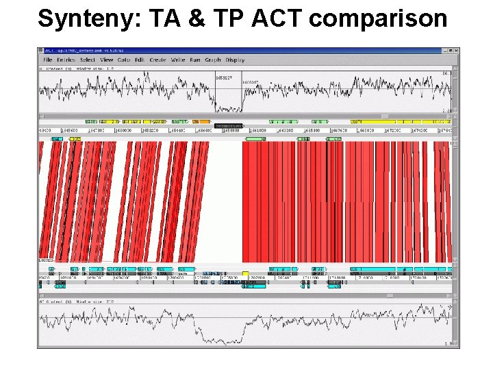 Synteny: TA & TP ACT comparison 