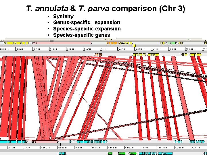 T. annulata & T. parva comparison (Chr 3) • • Synteny Genus-specific expansion Species-specific
