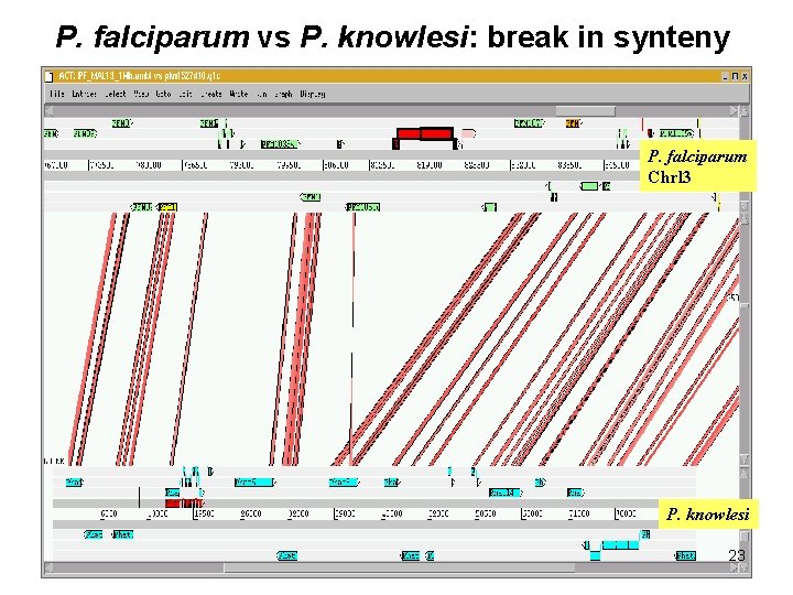 P. falciparum vs P. knowlesi: break in synteny P. falciparum Chrl 3 P. knowlesi P. falciparum vs P. knowlesi: break in synteny P. falciparum Chrl 3 P. knowlesi