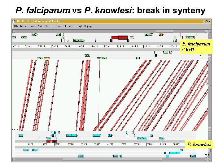 P. falciparum vs P. knowlesi: break in synteny P. falciparum Chrl 3 P. knowlesi