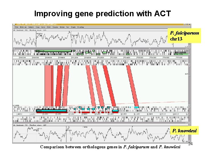 Improving gene prediction with ACT P. falciparum chr 13 P. knowlesi Comparison between orthologous Improving gene prediction with ACT P. falciparum chr 13 P. knowlesi Comparison between orthologous