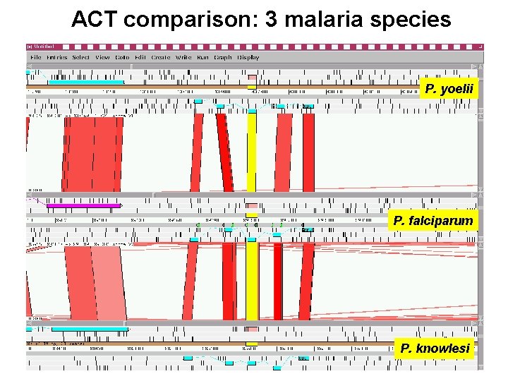 ACT comparison: 3 malaria species P. yoelii P. falciparum P. knowlesi 