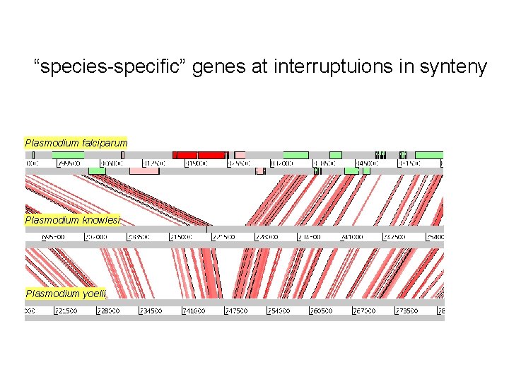 “species-specific” genes at interruptuions in synteny Plasmodium falciparum Plasmodium knowlesi Plasmodium yoelii “species-specific” genes at interruptuions in synteny Plasmodium falciparum Plasmodium knowlesi Plasmodium yoelii