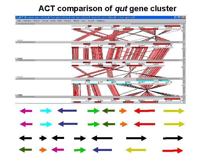 ACT comparison of qut gene cluster 