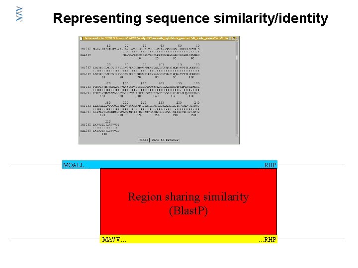 Representing sequence similarity/identity MQALL… …RHP Region sharing similarity (Blast. P) MAVV… …RHP 