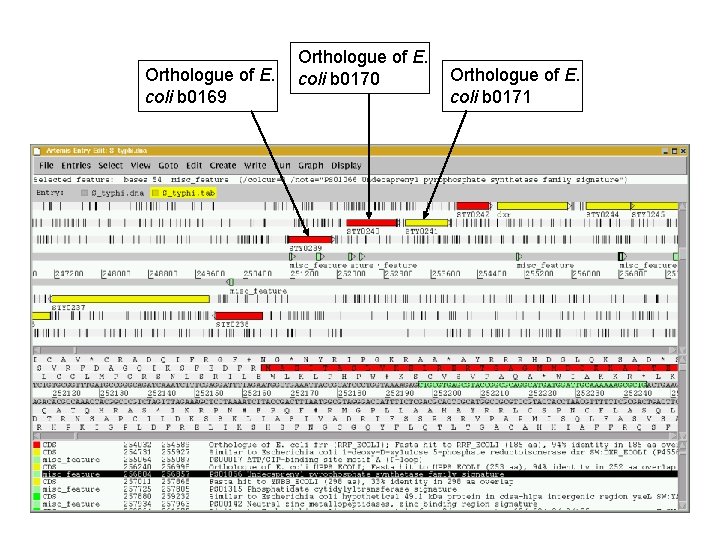 Orthologue of E. coli b 0169 Orthologue of E. coli b 0170 Orthologue of Orthologue of E. coli b 0169 Orthologue of E. coli b 0170 Orthologue of