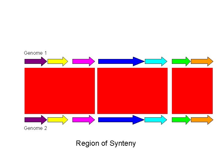 Genome 1 Genome 2 Region of Synteny Genome 1 Genome 2 Region of Synteny