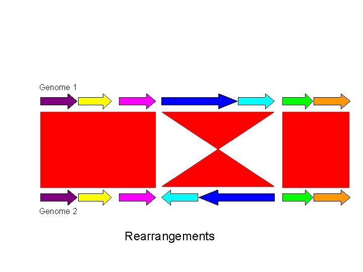 Genome 1 Genome 2 Rearrangements Genome 1 Genome 2 Rearrangements