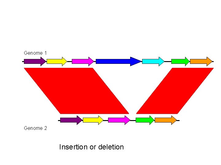 Genome 1 Genome 2 Insertion or deletion 