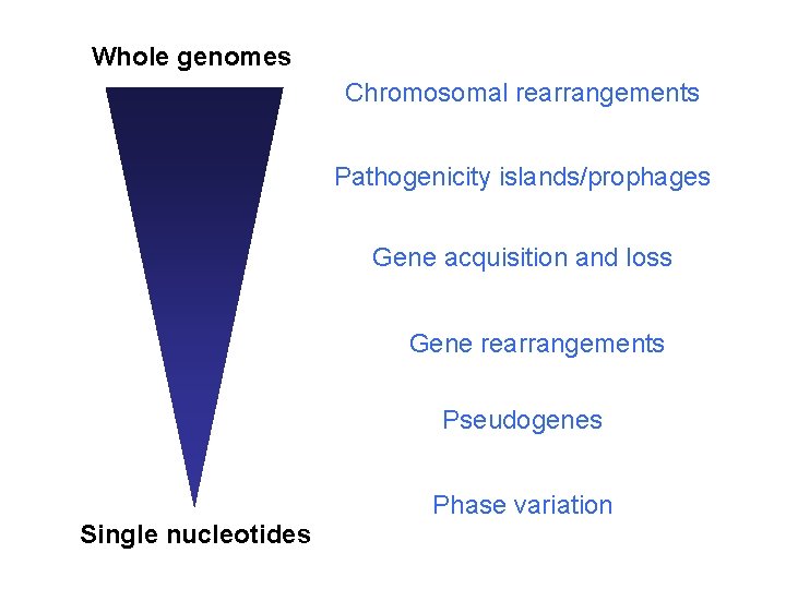 Whole genomes Chromosomal rearrangements Pathogenicity islands/prophages Gene acquisition and loss Gene rearrangements Pseudogenes Phase Whole genomes Chromosomal rearrangements Pathogenicity islands/prophages Gene acquisition and loss Gene rearrangements Pseudogenes Phase