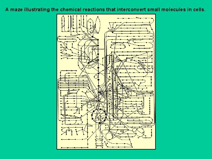 A maze illustrating the chemical reactions that interconvert small molecules in cells. 