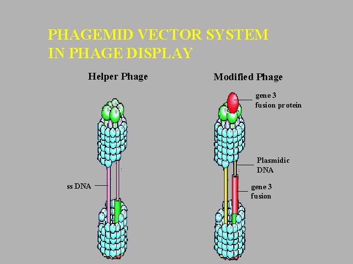 PHAGEMID VECTOR SYSTEM IN PHAGE DISPLAY Helper Phage Modified Phage gene 3 fusion protein