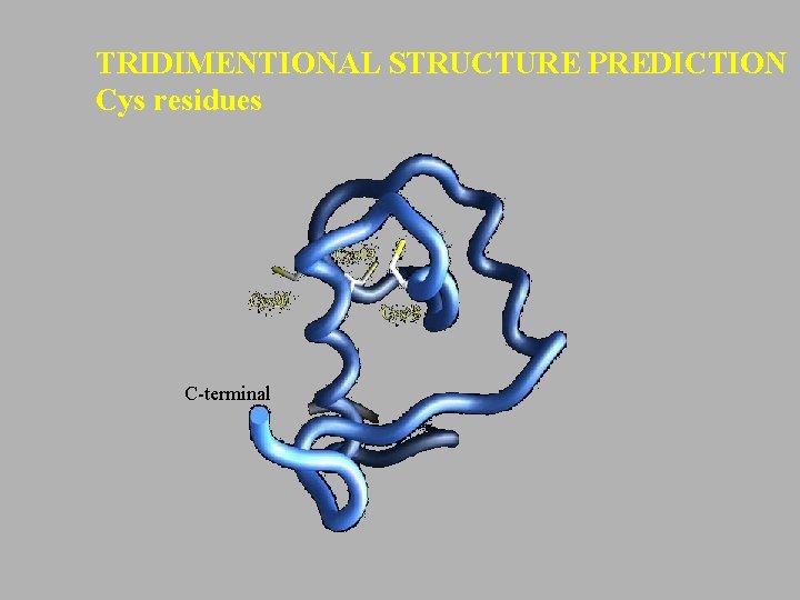 TRIDIMENTIONAL STRUCTURE PREDICTION Cys residues C-terminal 