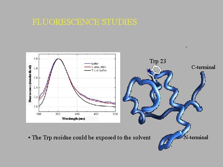 FLUORESCENCE STUDIES Fluorescence (standardized) Trp 23 C-terminal Wavelength (nm) • The Trp residue could