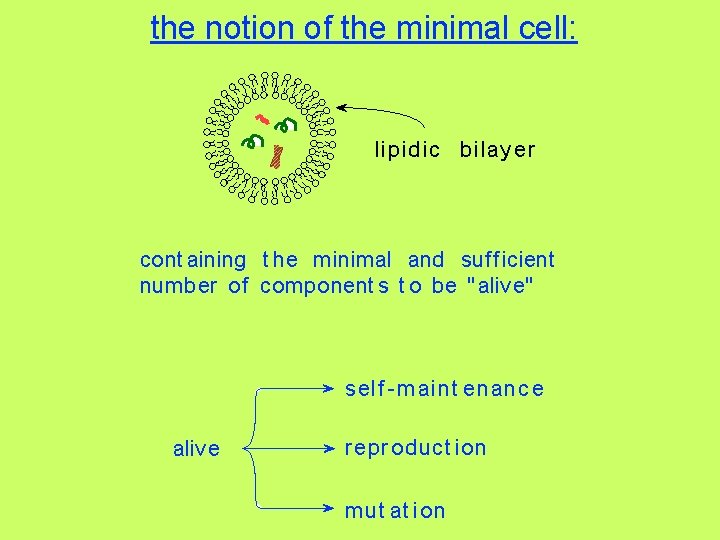 the notion of the minimal cell: lip idic b ilay er cont aining t