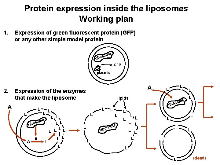 Protein expression inside the liposomes Working plan 1. Expression of green fluorescent protein (GFP)