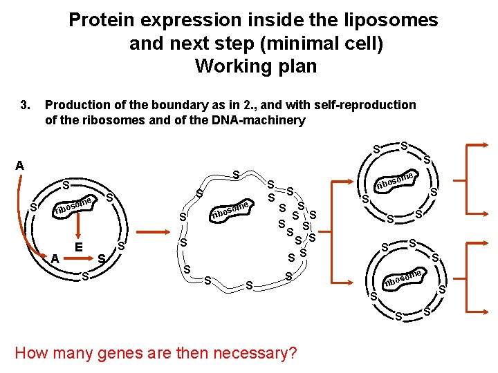 Protein expression inside the liposomes and next step (minimal cell) Working plan 3. Production