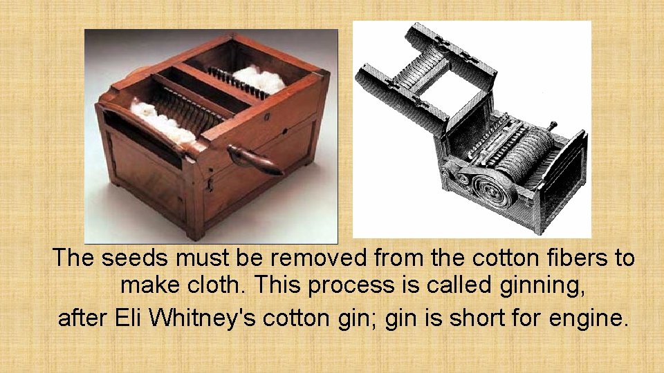 The seeds must be removed from the cotton fibers to make cloth. This process